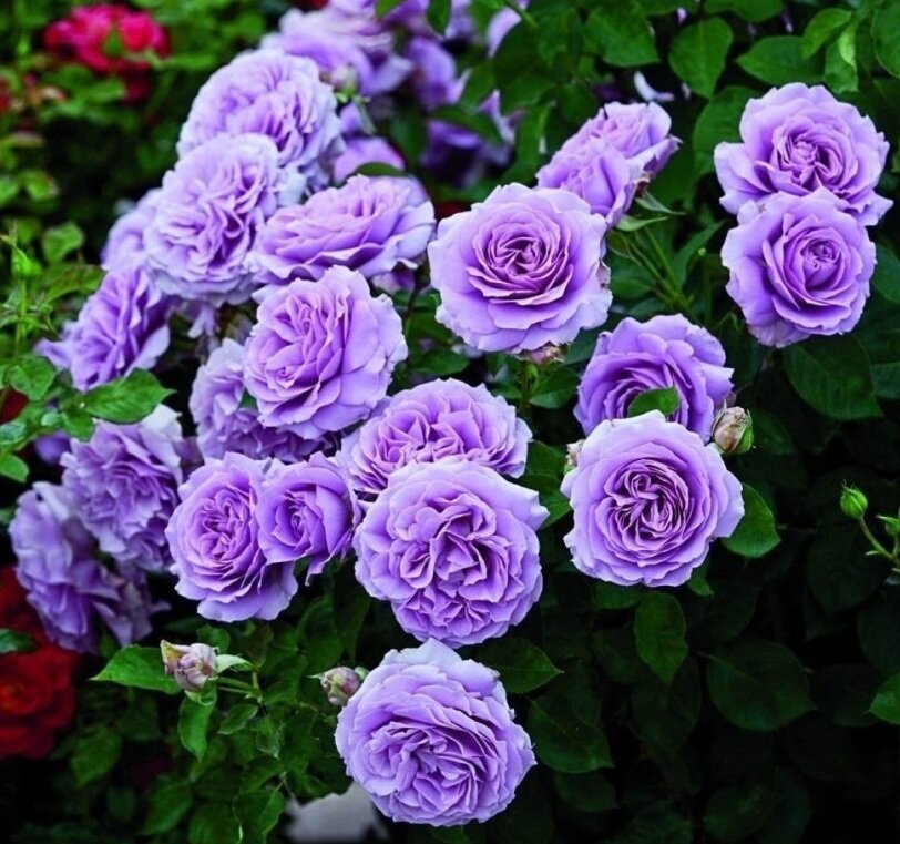 Роза Флорибунда