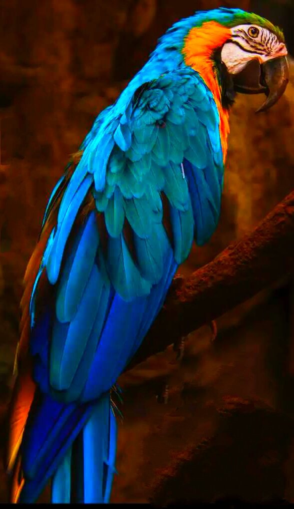 Попугай Ара.