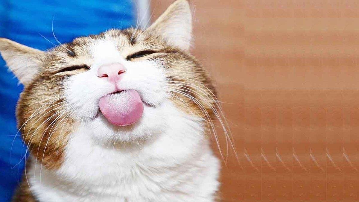 язык общения