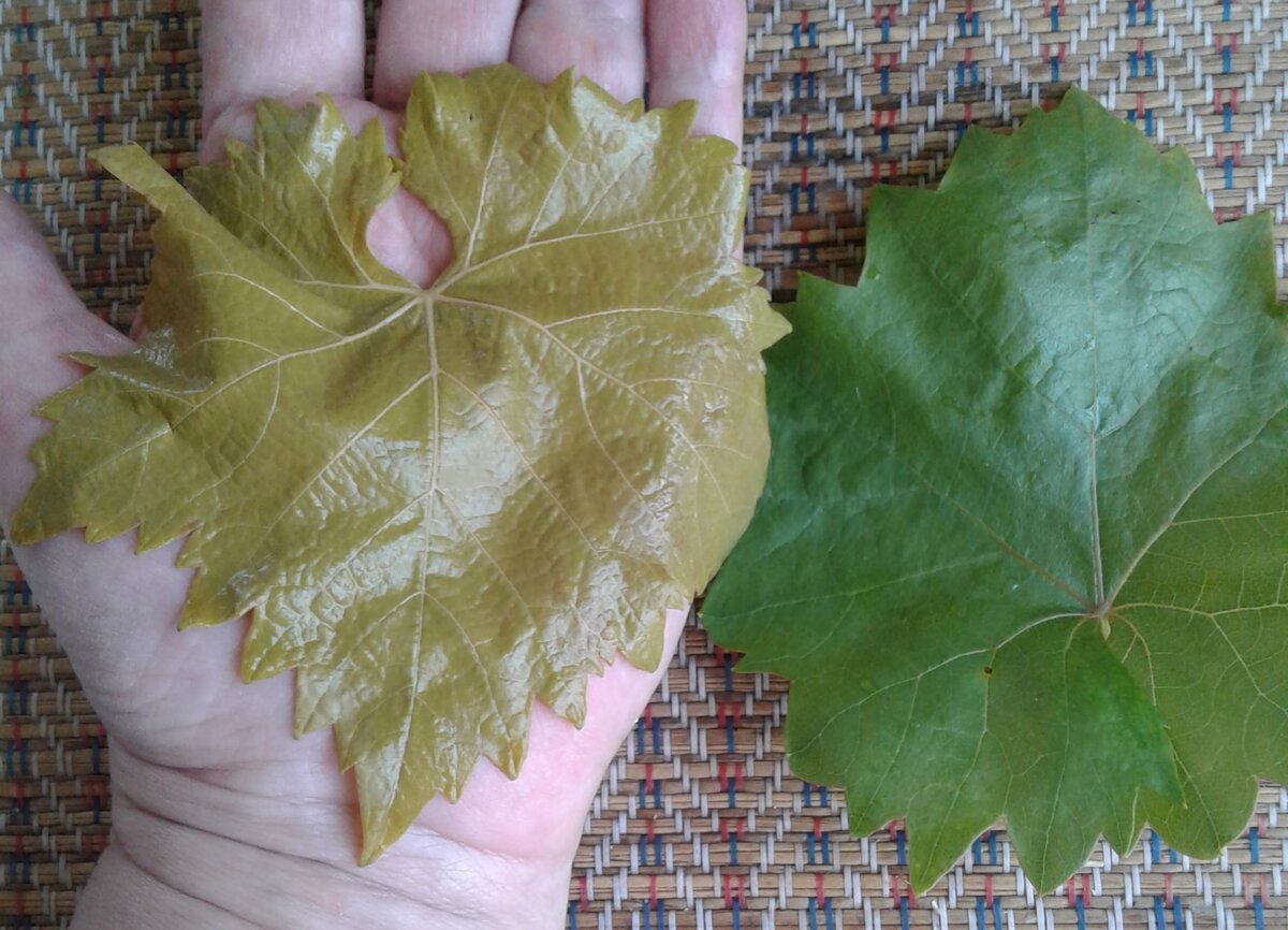 Размер листа должен быть не больше женской ладони