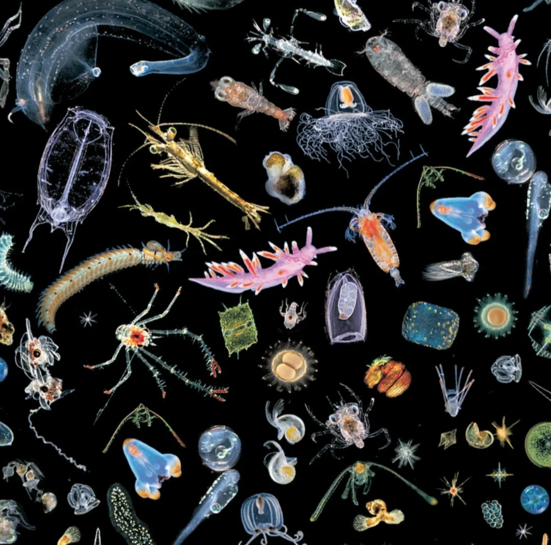 Морской фитопланктон. Зоопланктоны ракообразные. Зоопланктон и фитопланктон. Морской планктон. Зоопланктон фация.