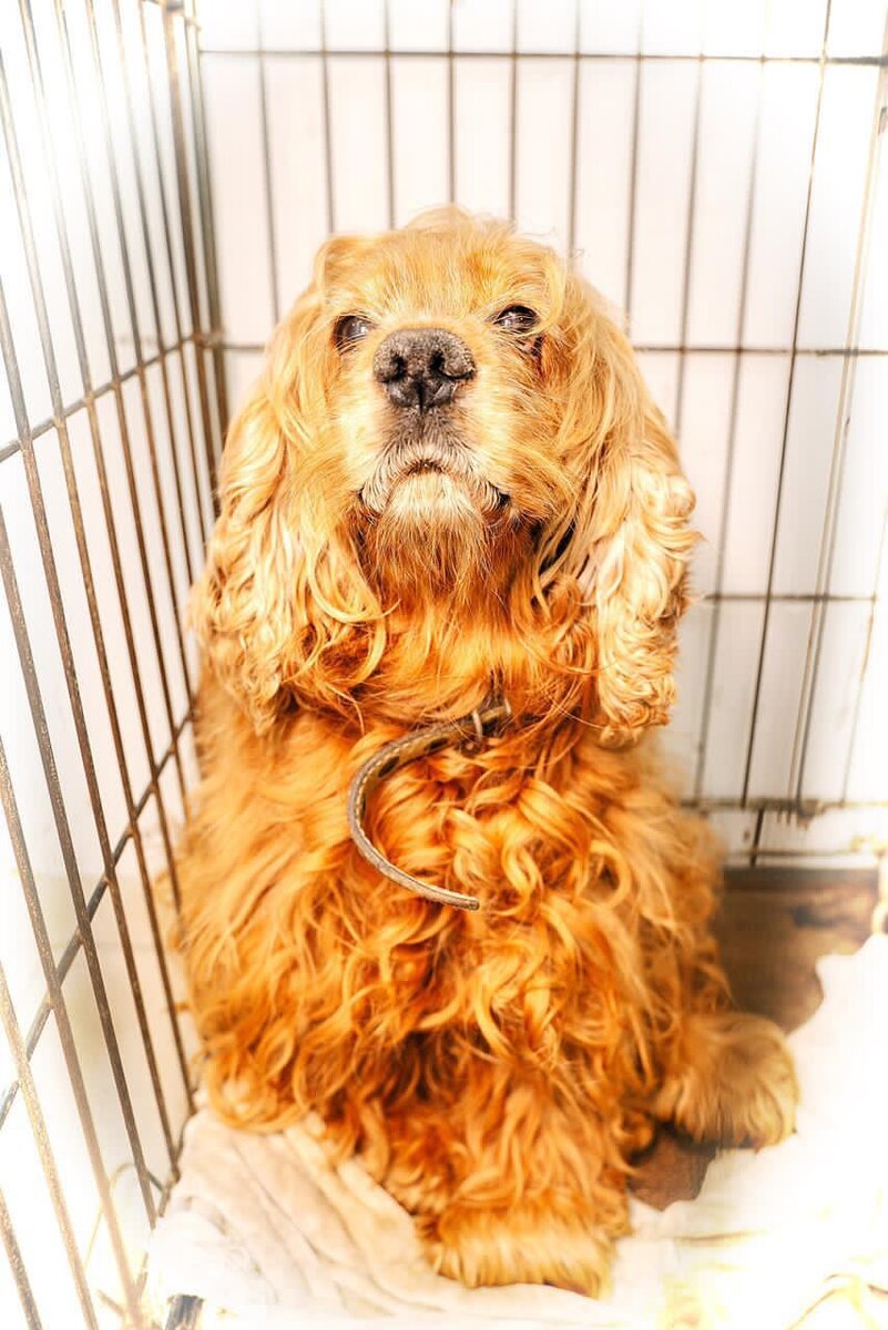 Приют для бездомных животных ОХ