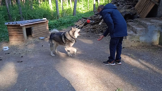 Хозяева сдали маламута Ати в приют, но это очень мужественный пес и не показывает слез. Он играет с нами в мячик