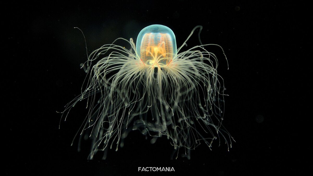 Бессмертная медуза