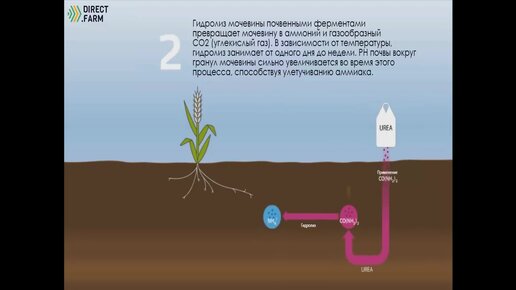 Круговорот азота на примере аммиачной селитры и карбамида (Сельское хозяйство) 