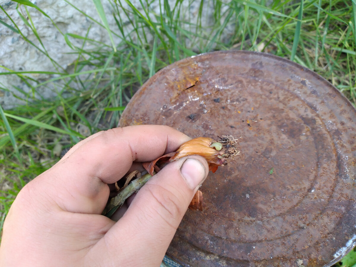 а это содержимое другой луковицы