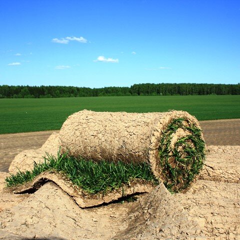 Рулонный газон