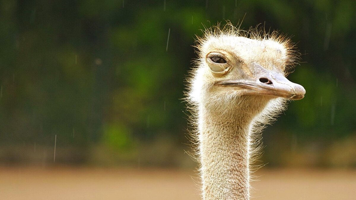 В смысле низкий IQ? Я запомнил тебя, кожаный!