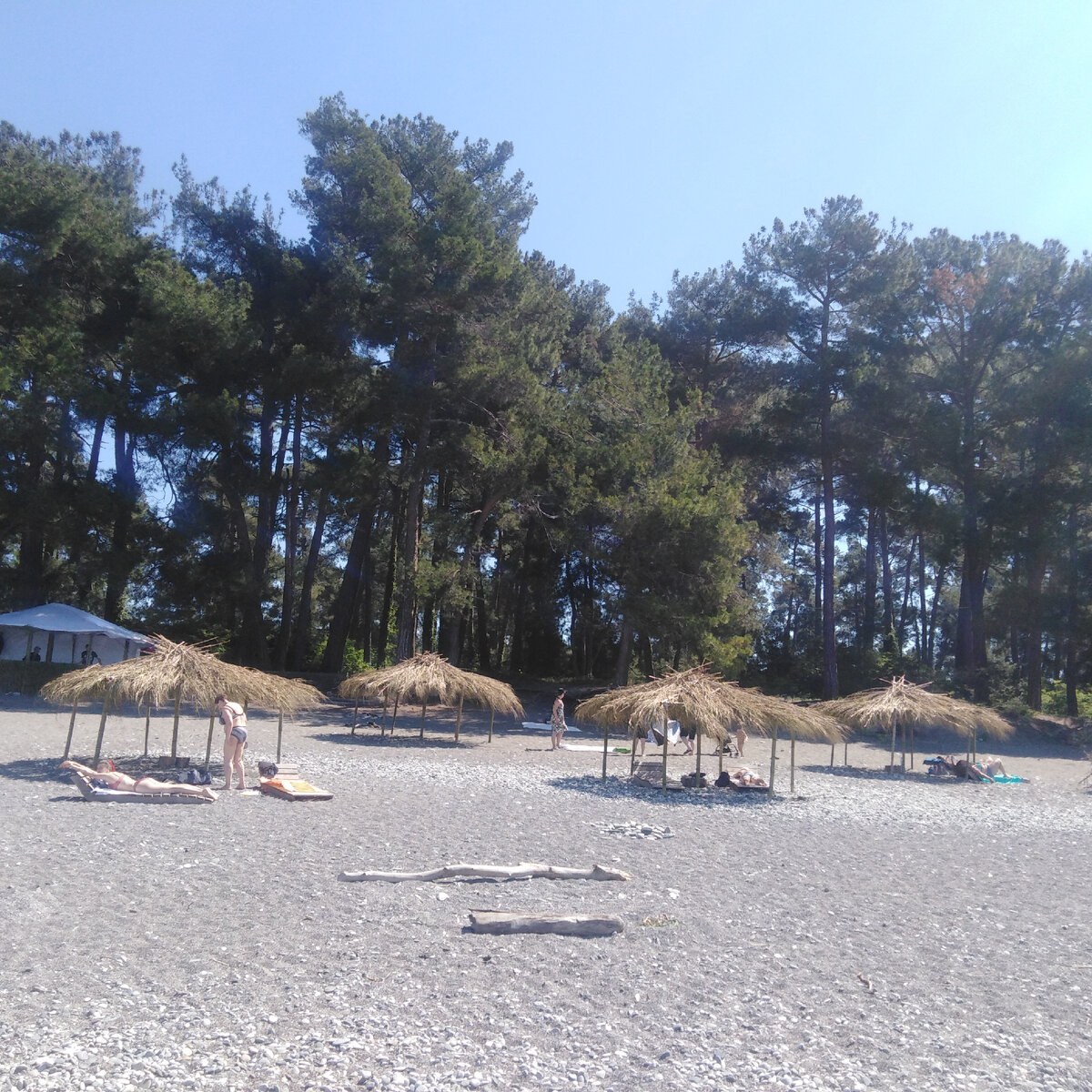 Вторая жизнь засохших листьях