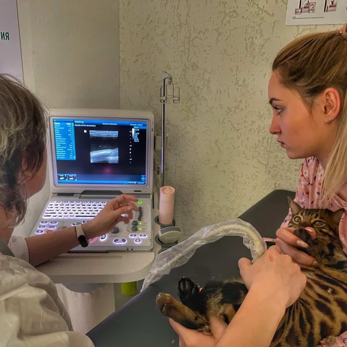 Котёнок по породе бенгал на узи