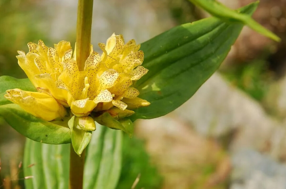 Горечавка желтая