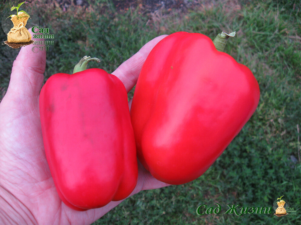 Почему сладкий перец стал острым