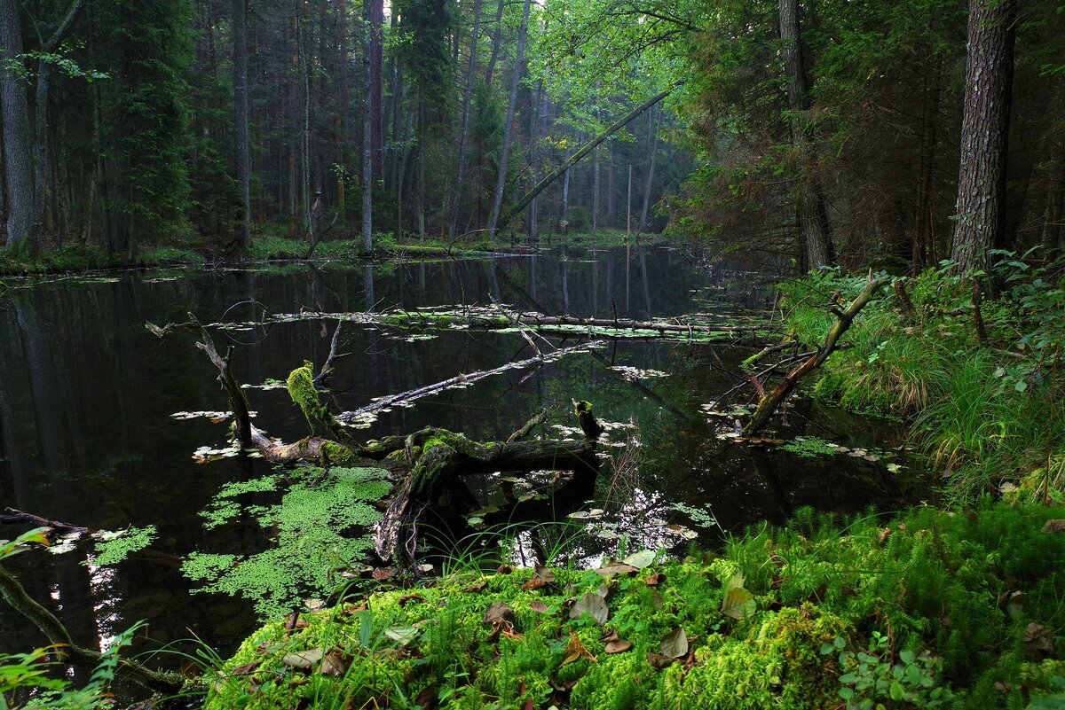 Кровососы кучкуются в зарослях травы и кустарниках у воды.