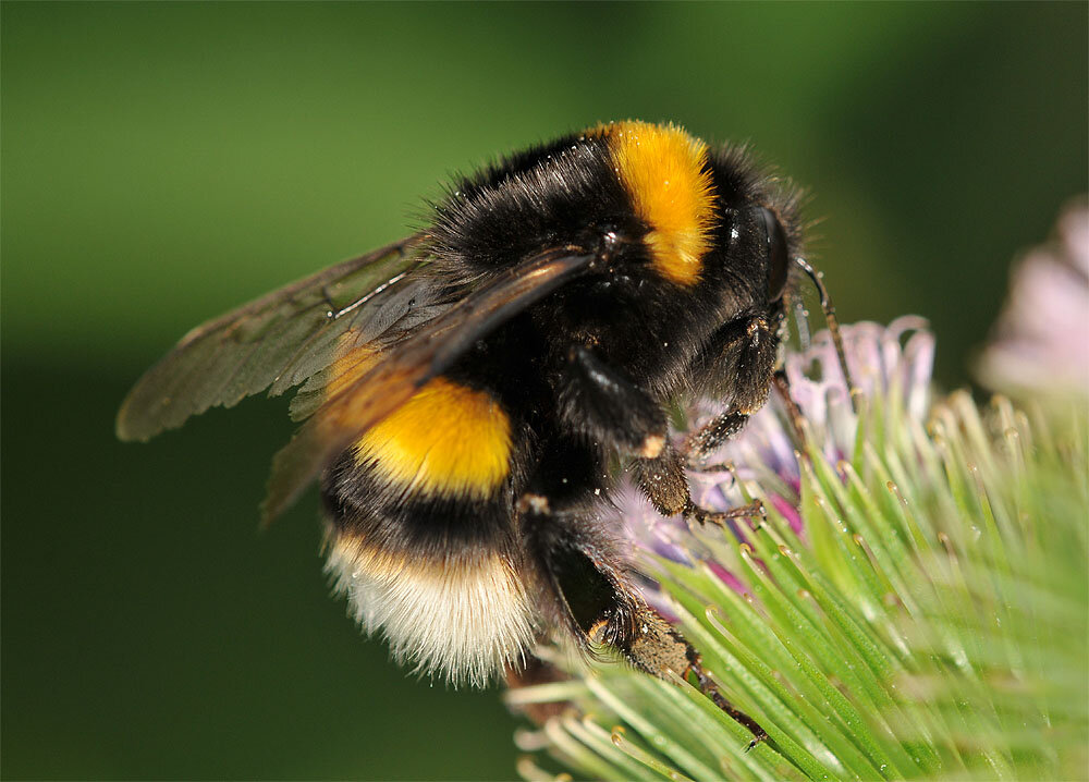 Шмель это. Шмель Земляной Bombus terrestris. Бомбус террестрис. Шмель патагиатус. Шмель малый Земляной.