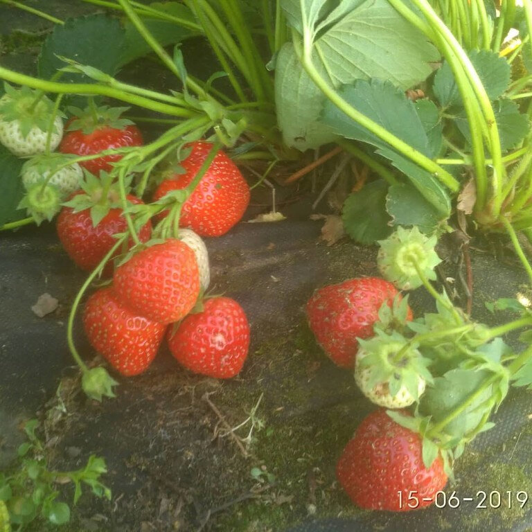  Урожай 2019 год. Использовала лутрасил. (не понравилось). 