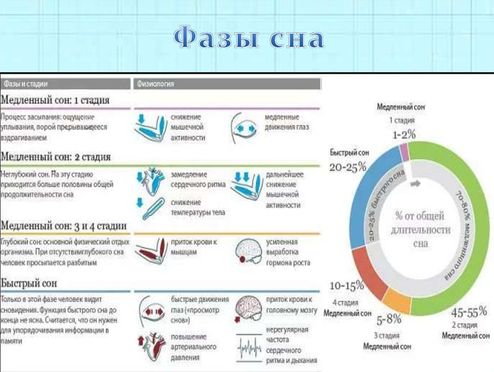 Длится 1 5 2 часа. Как понять в какой фазе сна человек. Фазы сна быстрый и медленный сон таблица. Длительность фаз сна. Фазы сна и их Длительность.