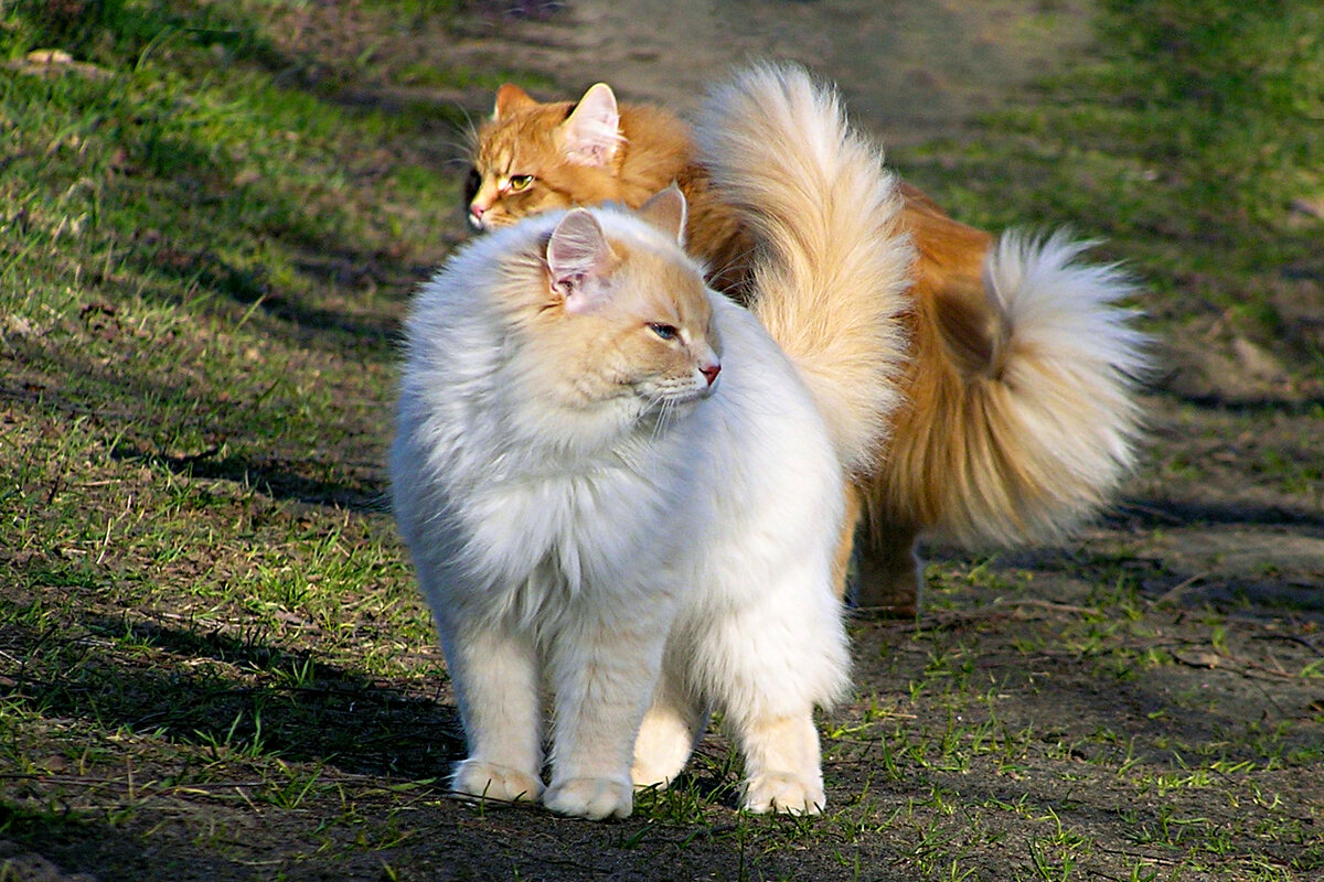 Сибирская кошка, пожалуй, самая распространённая в 🇷🇺России порода. В последнее время её популярность растёт и за пределами страны.-2