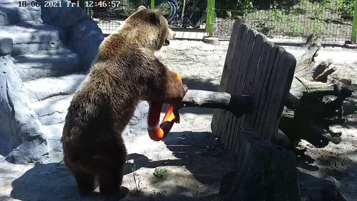 Брать медведь. Медведь в берете.