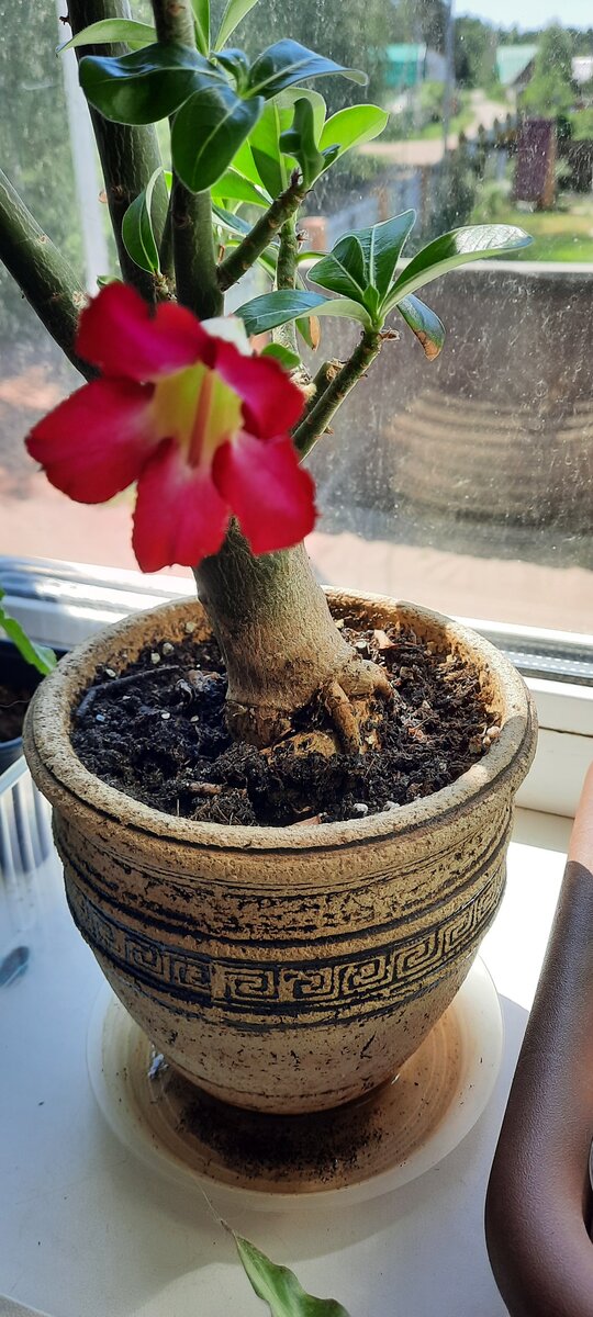 Адениум. Реанимашка. Первое цветение.