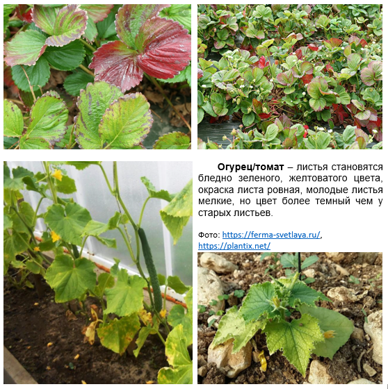 Характерные признаки нехватки азота