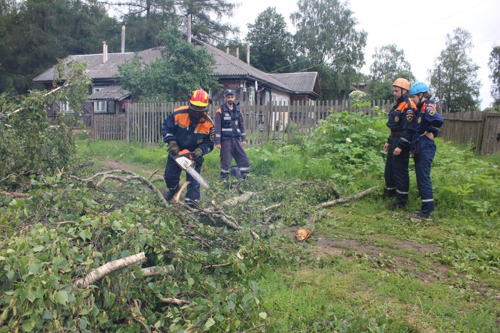 Тверские волонтеры вывезут дерево, спиленное после обращения бологовцев к Владимиру Путину