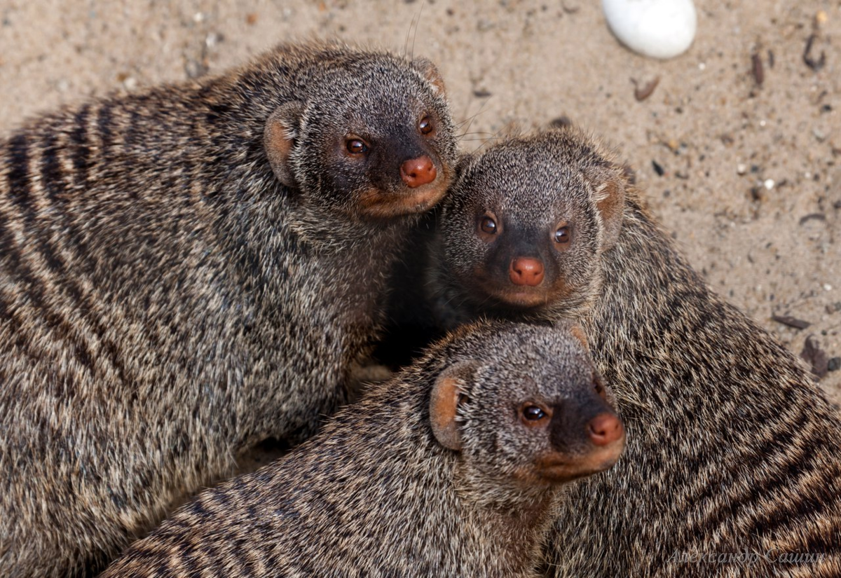 Этот двуногий НАС назвал милыми? 