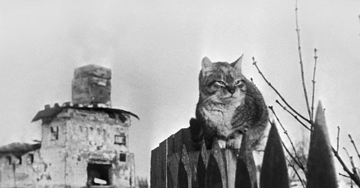 Источник фото: history-doc.ru/odichalaya-koshka-blokadnogo-leningrada/