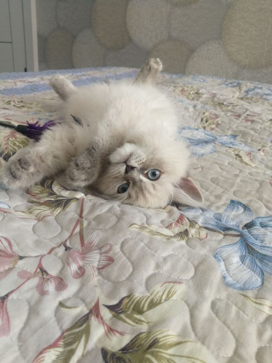 Фото автора Busya Neva Cat.