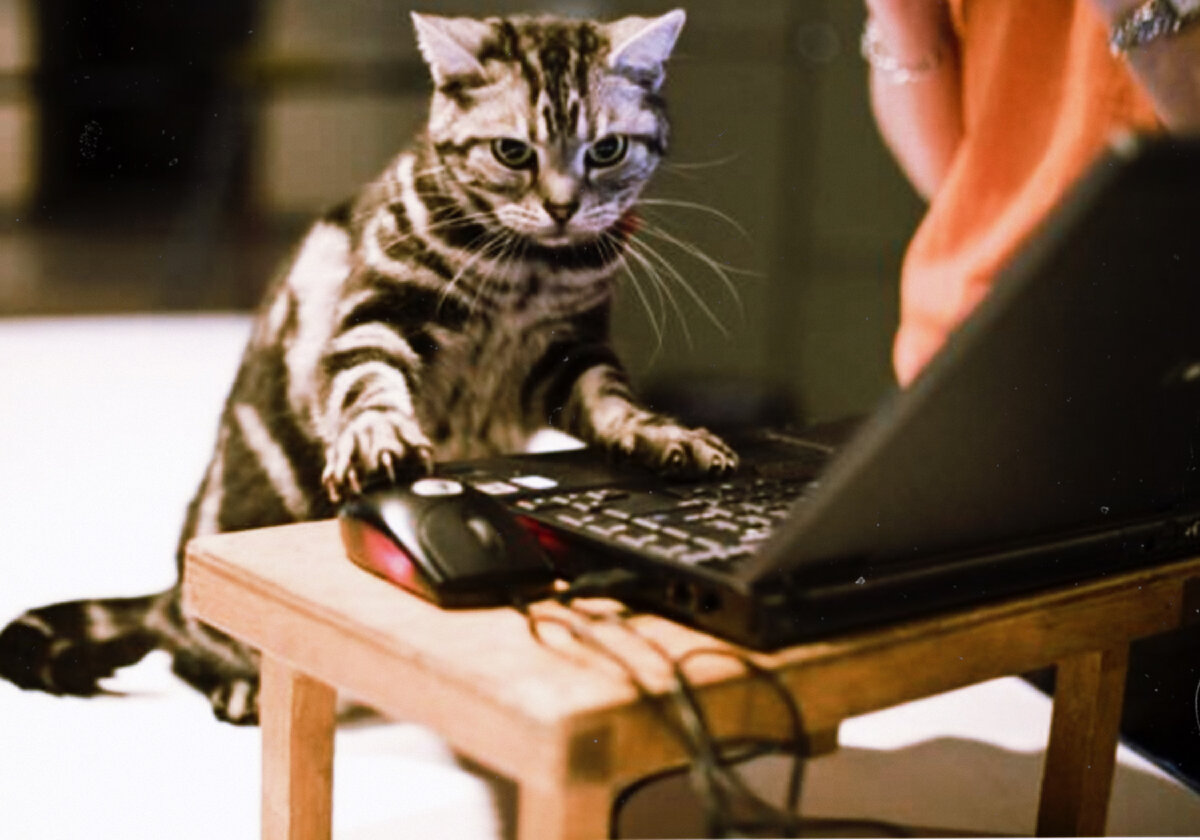 Фотография взята в иллюстративных целях с сайта https://ianimal.ru/topics/smeshnye-kartinki-zhivotnykh-46