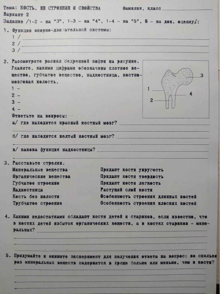 Немного ностальгии — как я делала Опорные карты и рабочую тетрадь по  биологии для 8 класса | Елена Сова: пуд соли в школе | Дзен