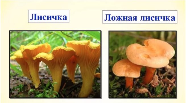 Ежовик вам не 