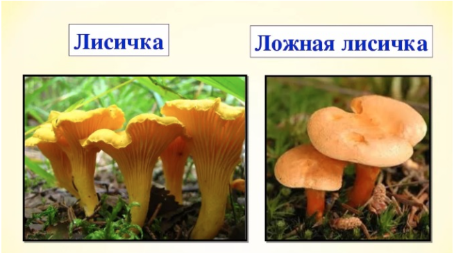 Лисички съедобные - 92 фото