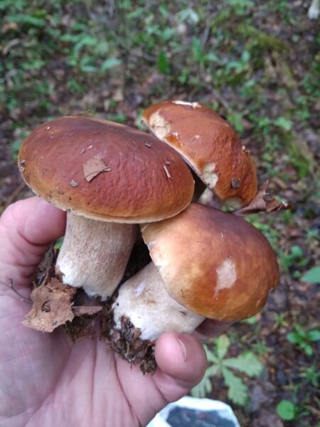 Жареные грибы в сливочном масле с шалотом