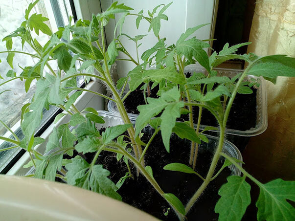 Прошлогодняя рассада. Окно юго-восточное, большое - а рассада все равно не такая коренастая, как хотелось бы