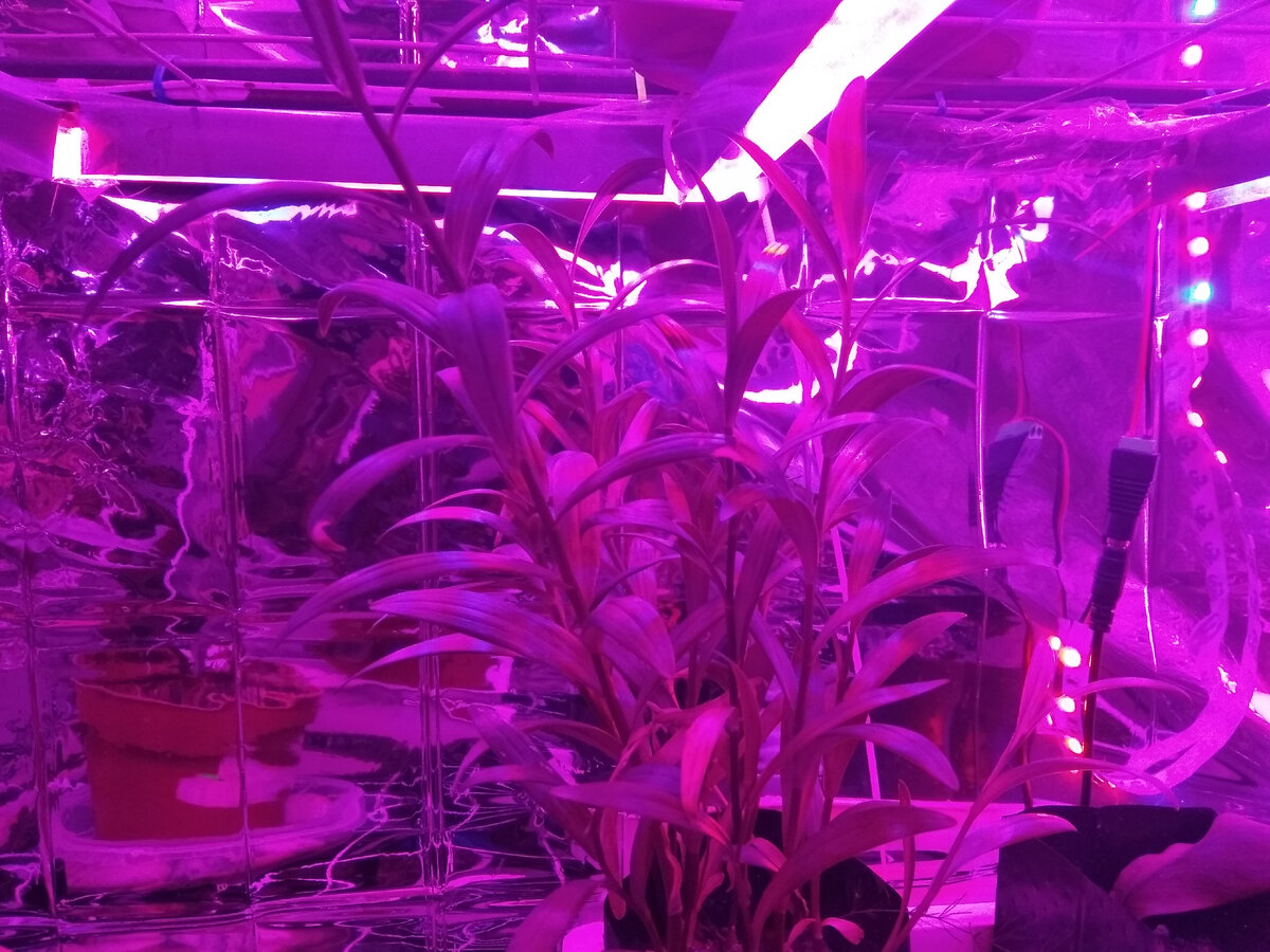 Ростки под фитолентой, ох уж этот яркий свет.