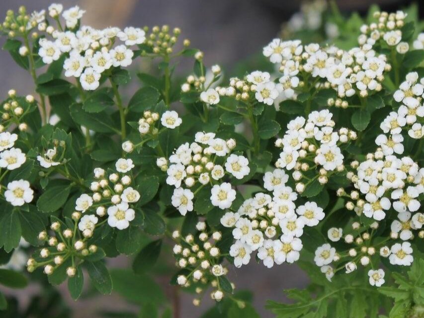 Спирея ниппонская Halwards Silver. Халвардс Сильвер спирея. Спирея (Spiraea) ниппонская Халвардс Сильвер. Spiraea nipponica 'Halward's Silver'.