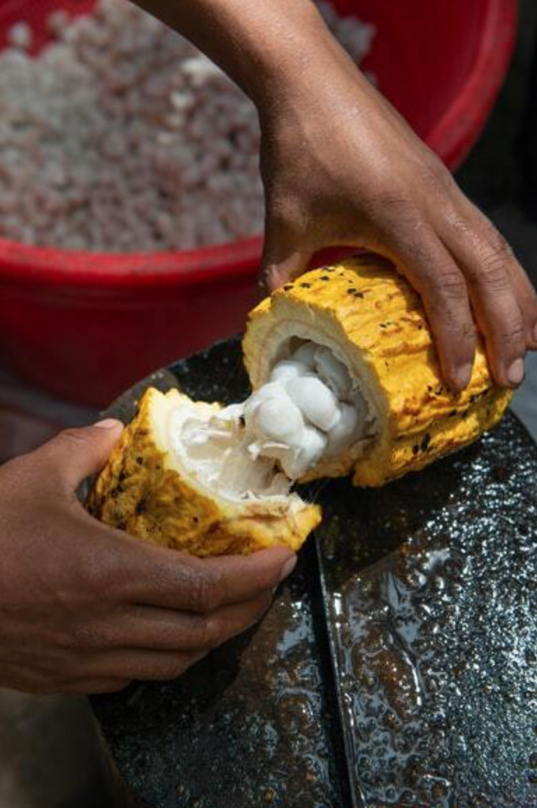 Первыми выходцами из Старого Света, познакомившимися с какао-бобами, стали испанские колонизаторы. Источник: Unsplush 