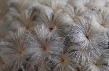 не колючки, а  настоящие перья