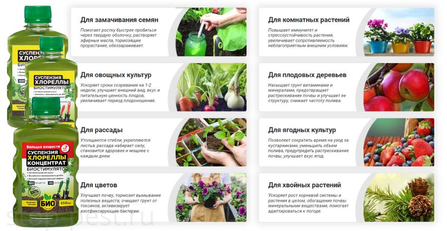 Области применения биостимулятора "Хлорелла в растениеводстве, фото сайта https://stop-pest.ru