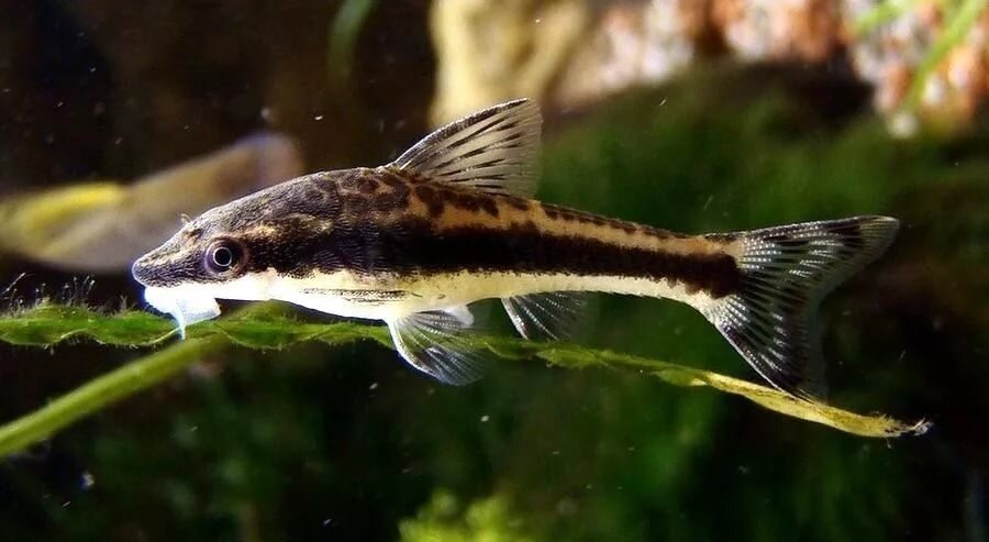 Отоцинклюс является самым маленьким представителем семейства Лорикариевых сомов. В природе отоцинклюс обитает в реке Амазонка. В условиях аквариума взрослые особи имеют размер 3-5 см, продолжительность жизни до 5 лет. Отоцинклюс имеет вытянутое тело светло-коричневого цвета с темной полосой по бокам. Рот у отоцинклюсов имеет форму присоски.
Отоцинклюсы-стайные рыбки, для комфортного проживания рекомендуется содержать небольшой стайкой из нескольких особей. В аквариуме желательно наличие коряг и живых растений. Отоцинклюс очень любит объедать водорослевые нарастания с поверхностей, эта рыбка эффективнее любой другой борется с водорослями в аквариуме. Корма должны быть как белковые (сухие, живые или замороженные), так и растительные. Отоцинклюсы плохо переносят скачки азотных соединений, в остальном рыбка очень неприхотлива и подходит новичкам.