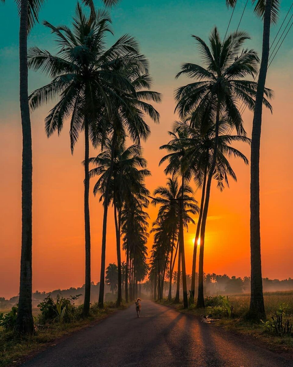 пальмы в индии
