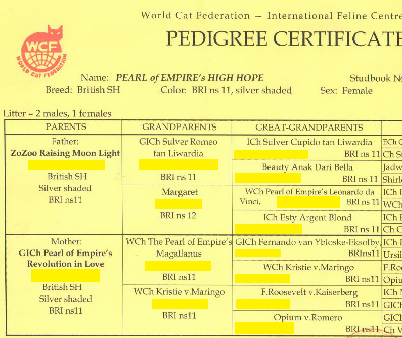 Родословные документы на британскую кошку.