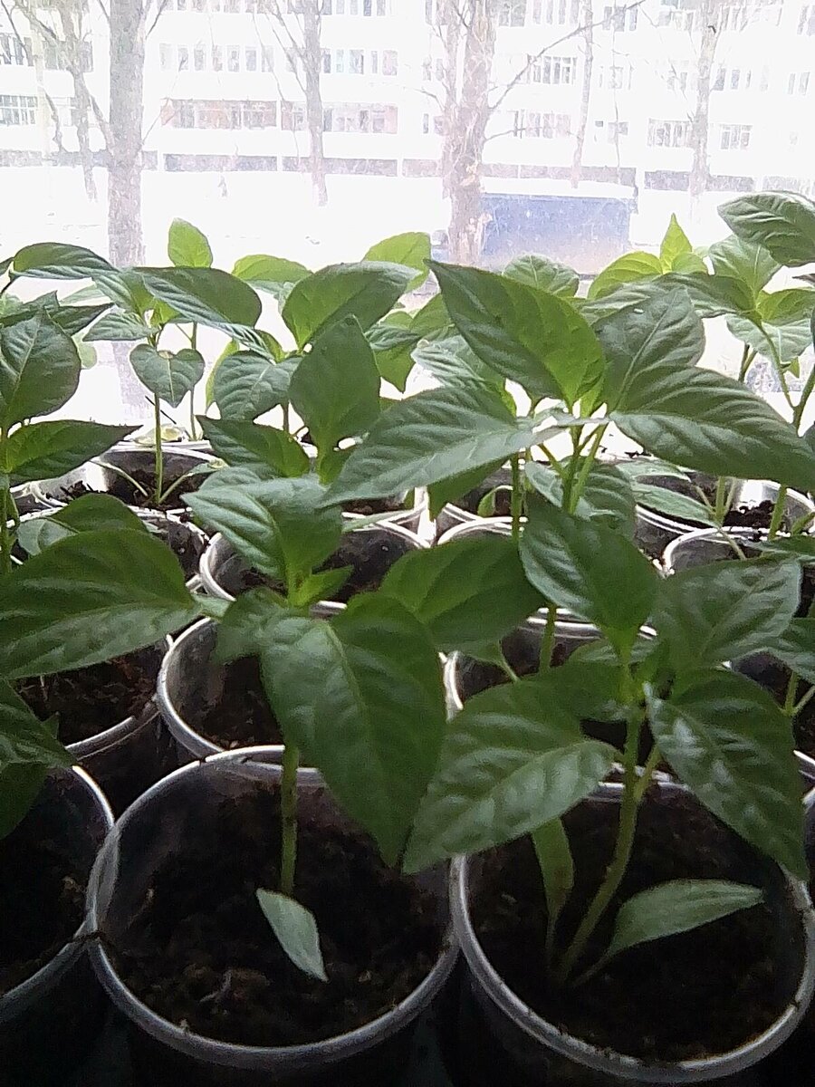 Моя месячная рассада перца. 