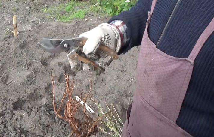 Подготовка саженца