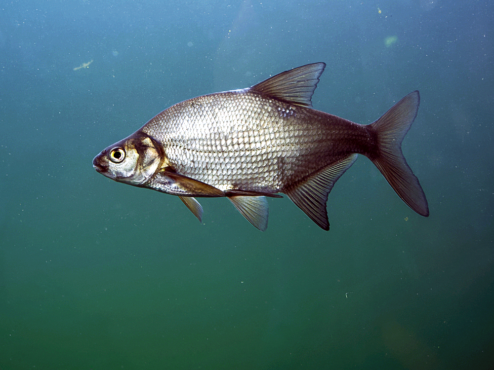 Влияние давления на активность рыбы в водоемах