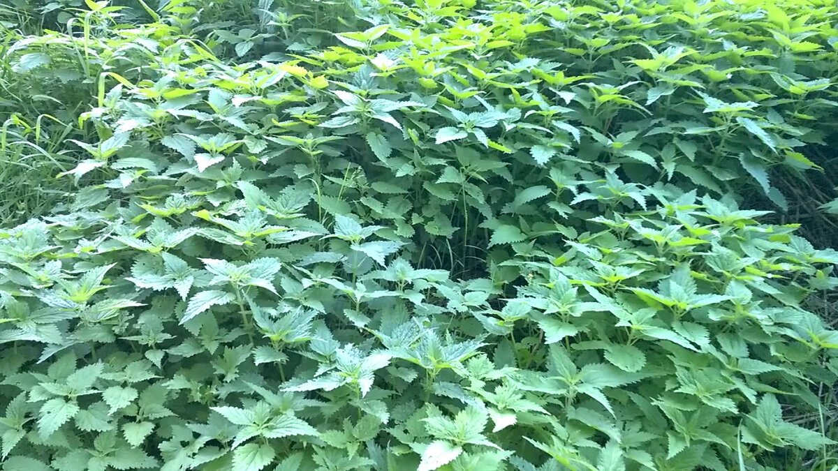 картинка взята из сети Интернет, свободный доступ