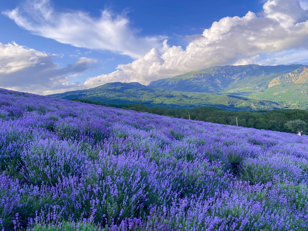 Так выглядят маленькие лавандовые поля в Крыму💜
