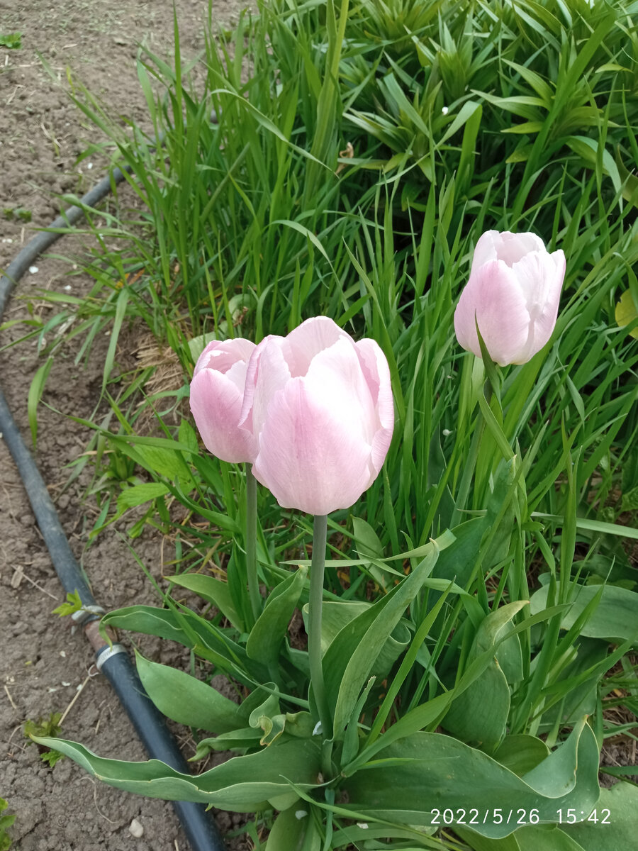 Фото автора статьи тюльпаны сорт Конфетный принц