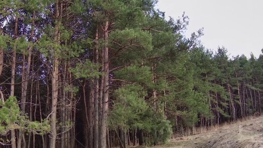 Предгорье Большого Кавказа. Старый, темный, сосновый лес. Долина нарзанов. Подножие горы Мангалай.