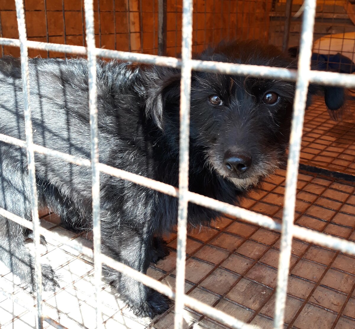 Такой  мы ее увидели . Маленькая ,испуганная   собачка.